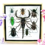 Echte exotische Insekten - Einzelstück - im 3D S-Schaukasten - Wandbild A-S-46