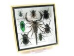 Echte exotische Insekten - Einzelstück - im 3D S-Schaukasten - Wandbild A-S-46 – Bild 3