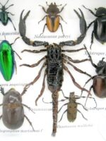 Echte exotische Insekten - Einzelstück - im 3D S-Schaukasten - Wandbild A-S-46 – Bild 5