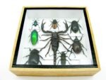 Echte exotische Insekten - Einzelstück - im 3D S-Schaukasten - Wandbild A-S-46 – Bild 6