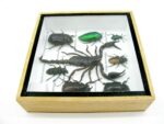 Echte exotische Insekten - Einzelstück - im 3D S-Schaukasten - Wandbild A-S-46 – Bild 9