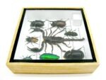 Echte exotische Insekten - Einzelstück - im 3D S-Schaukasten - Wandbild A-S-46 – Bild 10