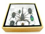 Echte exotische Insekten - Einzelstück - im 3D S-Schaukasten - Wandbild A-S-46 – Bild 11