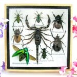 Echte exotische Insekten - Einzelstück - im 3D S-Schaukasten - Wandbild A-S-47