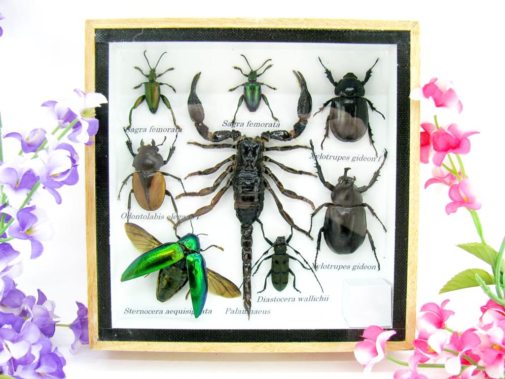 Wunderschöne, tropische und natürlich echte Insekten aus nachhaltiger Zucht im kleinen Schaukasten a-insekten-S-47-a