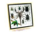 Echte exotische Insekten - Einzelstück - im 3D S-Schaukasten - Wandbild A-S-47 – Bild 3