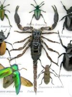 Echte exotische Insekten - Einzelstück - im 3D S-Schaukasten - Wandbild A-S-47 – Bild 5