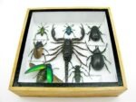 Echte exotische Insekten - Einzelstück - im 3D S-Schaukasten - Wandbild A-S-47 – Bild 6
