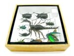 Echte exotische Insekten - Einzelstück - im 3D S-Schaukasten - Wandbild A-S-47 – Bild 10
