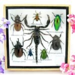 Echte exotische Insekten - Einzelstück - im 3D S-Schaukasten - Wandbild A-S-48