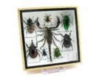 Echte exotische Insekten - Einzelstück - im 3D S-Schaukasten - Wandbild A-S-48 – Bild 3