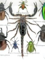 Echte exotische Insekten - Einzelstück - im 3D S-Schaukasten - Wandbild A-S-48 – Bild 5