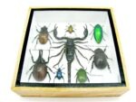Echte exotische Insekten - Einzelstück - im 3D S-Schaukasten - Wandbild A-S-48 – Bild 6