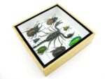 Echte exotische Insekten - Einzelstück - im 3D S-Schaukasten - Wandbild A-S-48 – Bild 8
