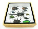 Echte exotische Insekten - Einzelstück - im 3D S-Schaukasten - Wandbild A-S-48 – Bild 9