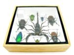 Echte exotische Insekten - Einzelstück - im 3D S-Schaukasten - Wandbild A-S-48 – Bild 11