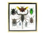 Echte exotische Insekten - Einzelstück - im 3D S-Schaukasten - Wandbild A-S-49 – Bild 2