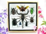 Echte exotische Insekten - Einzelstück - im 3D S-Schaukasten - Wandbild A-S-49