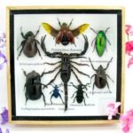 Echte exotische Insekten - Einzelstück - im 3D S-Schaukasten - Wandbild A-S-49