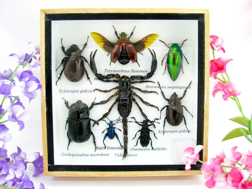 Wunderschöne, tropische und natürlich echte Insekten aus nachhaltiger Zucht im kleinen Schaukasten a-insekten-S-49-a