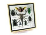 Echte exotische Insekten - Einzelstück - im 3D S-Schaukasten - Wandbild A-S-49 – Bild 3