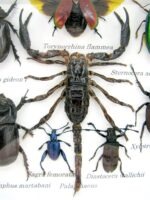 Echte exotische Insekten - Einzelstück - im 3D S-Schaukasten - Wandbild A-S-49 – Bild 5