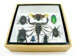 Echte exotische Insekten - Einzelstück - im 3D S-Schaukasten - Wandbild A-S-49 – Bild 6