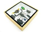 Echte exotische Insekten - Einzelstück - im 3D S-Schaukasten - Wandbild A-S-49 – Bild 7