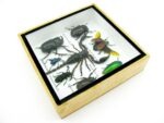 Echte exotische Insekten - Einzelstück - im 3D S-Schaukasten - Wandbild A-S-49 – Bild 8