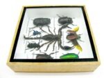 Echte exotische Insekten - Einzelstück - im 3D S-Schaukasten - Wandbild A-S-49 – Bild 9
