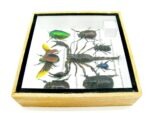 Echte exotische Insekten - Einzelstück - im 3D S-Schaukasten - Wandbild A-S-49 – Bild 10