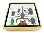 Echte exotische Insekten - Einzelstück - im 3D S-Schaukasten - Wandbild A-S-49 – Bild 11
