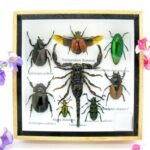 Echte exotische Insekten - Einzelstück - im 3D S-Schaukasten - Wandbild A-S-50