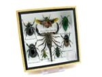 Echte exotische Insekten - Einzelstück - im 3D S-Schaukasten - Wandbild A-S-50 – Bild 3