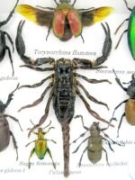 Echte exotische Insekten - Einzelstück - im 3D S-Schaukasten - Wandbild A-S-50 – Bild 5