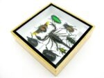 Echte exotische Insekten - Einzelstück - im 3D S-Schaukasten - Wandbild A-S-50 – Bild 7