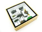 Echte exotische Insekten - Einzelstück - im 3D S-Schaukasten - Wandbild A-S-50 – Bild 8