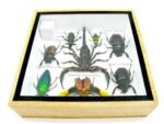 Echte exotische Insekten - Einzelstück - im 3D S-Schaukasten - Wandbild A-S-50 – Bild 11