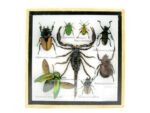 Echte exotische Insekten - Einzelstück - im 3D S-Schaukasten - Wandbild A-S-51 – Bild 2