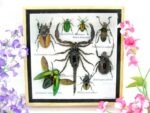 Echte exotische Insekten - Einzelstück - im 3D S-Schaukasten - Wandbild A-S-51