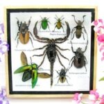 Echte exotische Insekten - Einzelstück - im 3D S-Schaukasten - Wandbild A-S-51