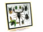 Echte exotische Insekten - Einzelstück - im 3D S-Schaukasten - Wandbild A-S-51 – Bild 3