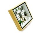 Echte exotische Insekten - Einzelstück - im 3D S-Schaukasten - Wandbild A-S-51 – Bild 4