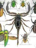 Echte exotische Insekten - Einzelstück - im 3D S-Schaukasten - Wandbild A-S-51 – Bild 5