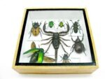 Echte exotische Insekten - Einzelstück - im 3D S-Schaukasten - Wandbild A-S-51 – Bild 6