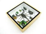 Echte exotische Insekten - Einzelstück - im 3D S-Schaukasten - Wandbild A-S-51 – Bild 7