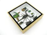 Echte exotische Insekten - Einzelstück - im 3D S-Schaukasten - Wandbild A-S-51 – Bild 8