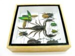 Echte exotische Insekten - Einzelstück - im 3D S-Schaukasten - Wandbild A-S-51 – Bild 9