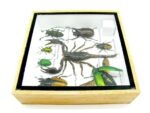 Echte exotische Insekten - Einzelstück - im 3D S-Schaukasten - Wandbild A-S-51 – Bild 10