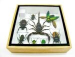 Echte exotische Insekten - Einzelstück - im 3D S-Schaukasten - Wandbild A-S-51 – Bild 11